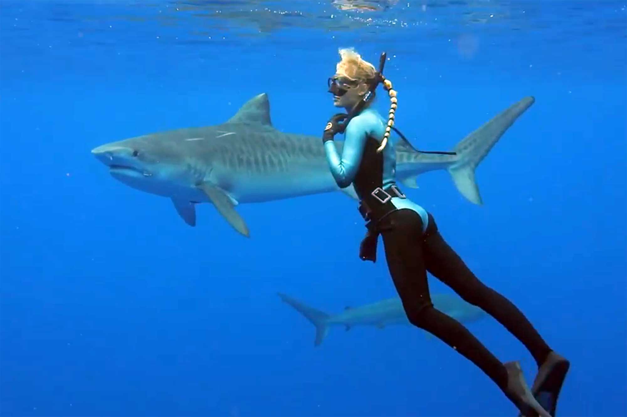 Comment éviter une attaque de requin
