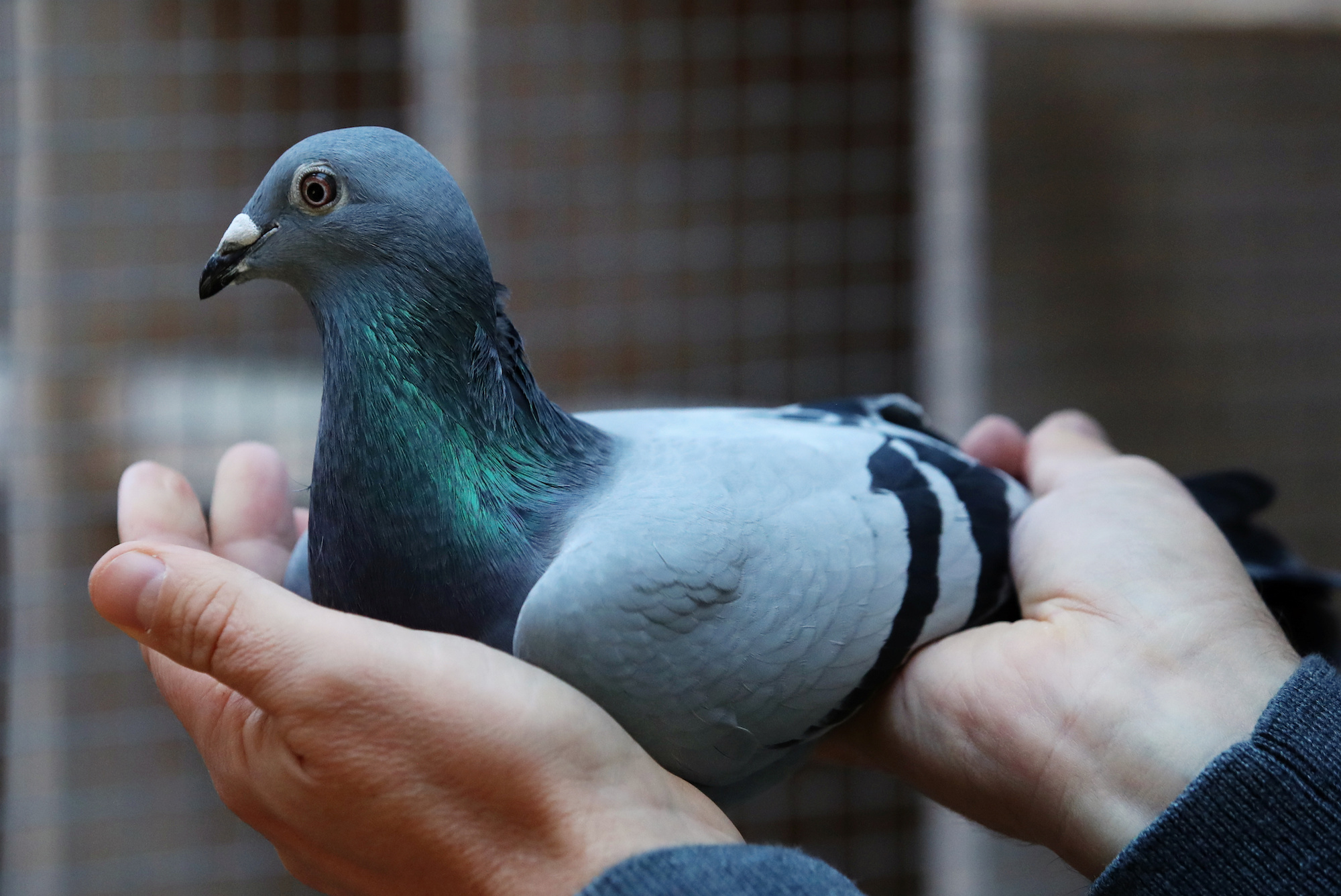 Le Prix D Un Pigeon Voyageur S Envole A 1 6 Million D Euros Nouveau Record