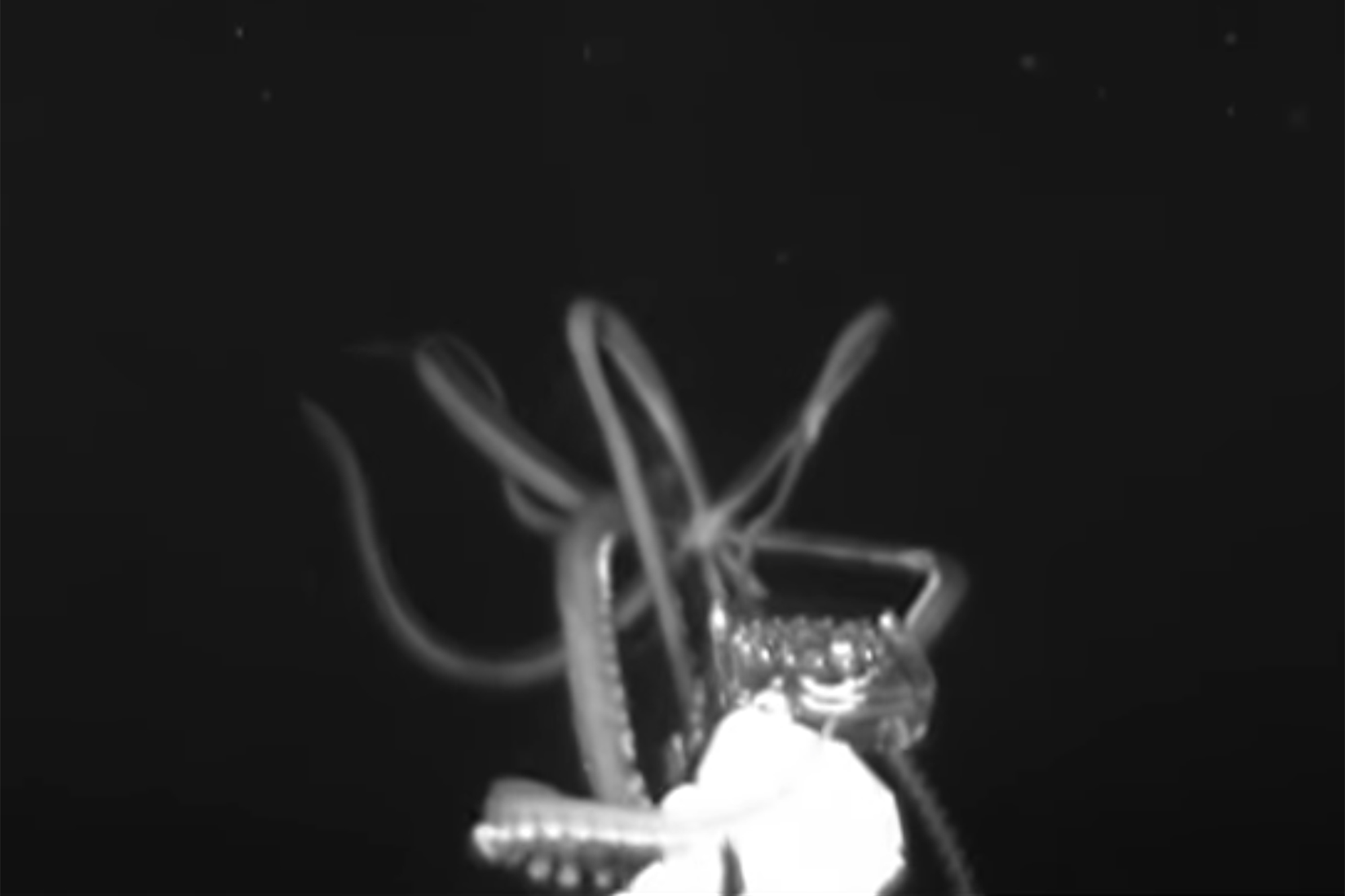 Un calmar géant filmé dans les profondeurs