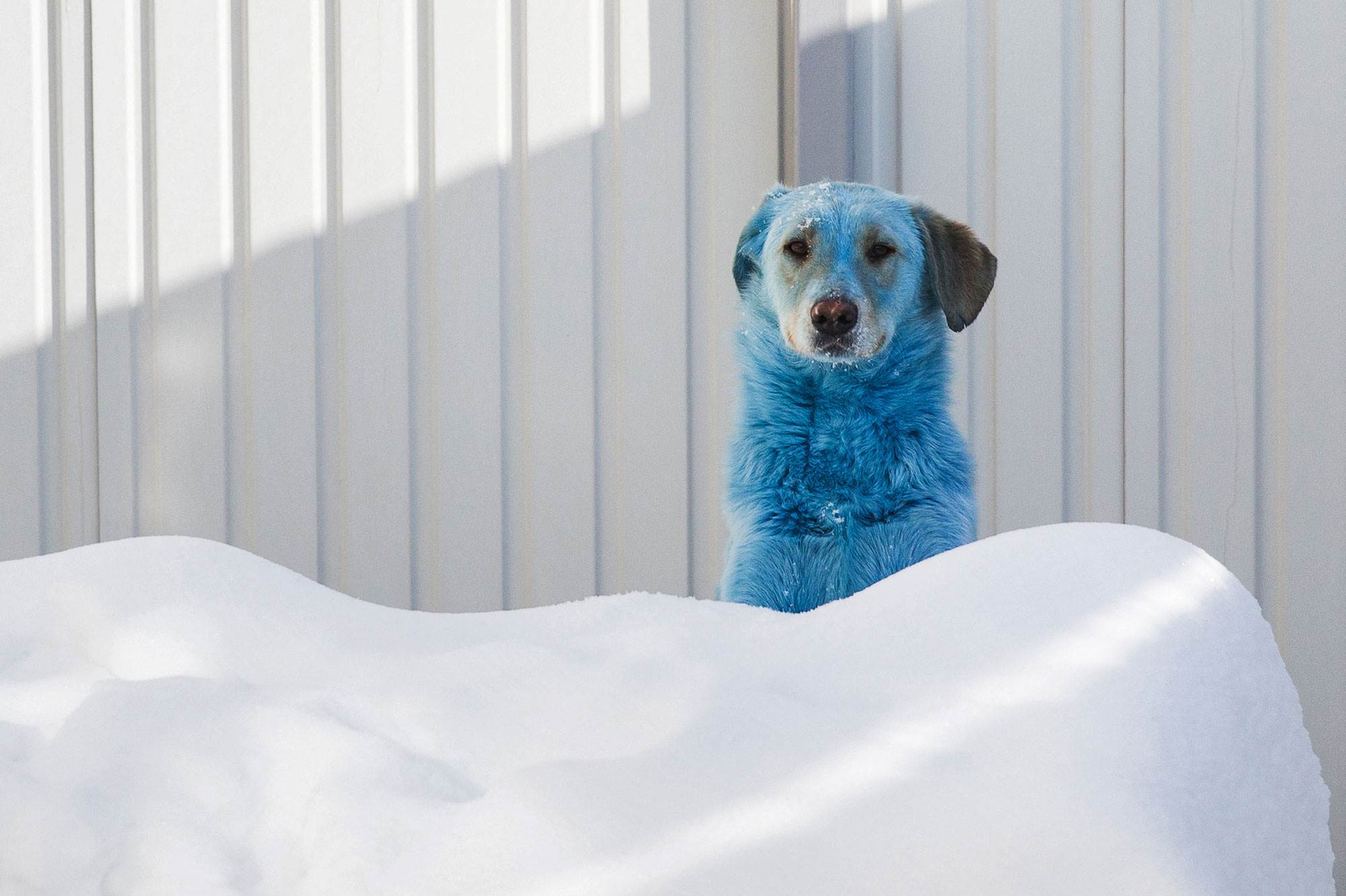 De mystérieux chiens bleus photographiés en Russie