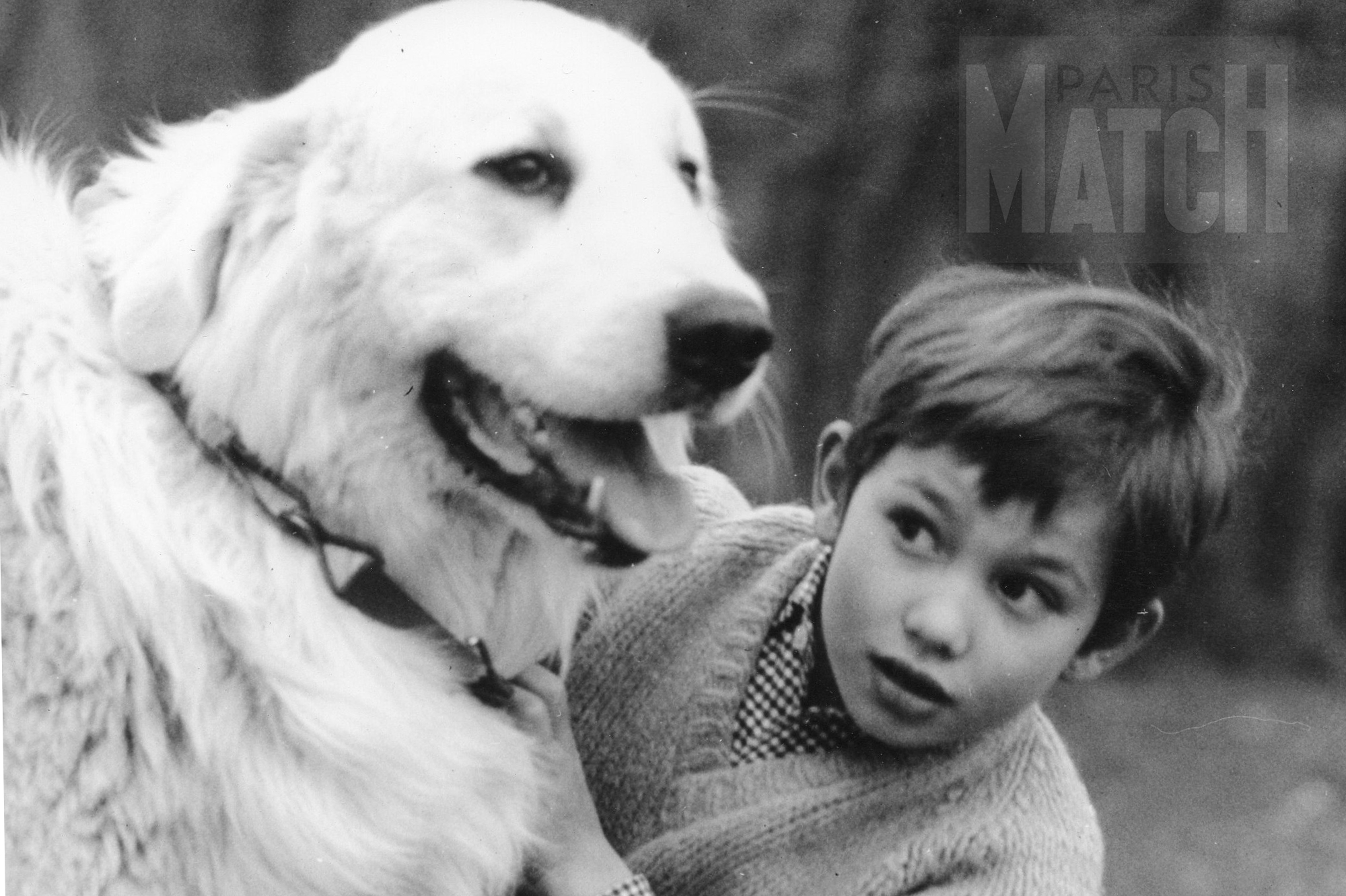 Belle Et Sébastien Mort Du Chien Belle et Sébastien. Une si belle histoire