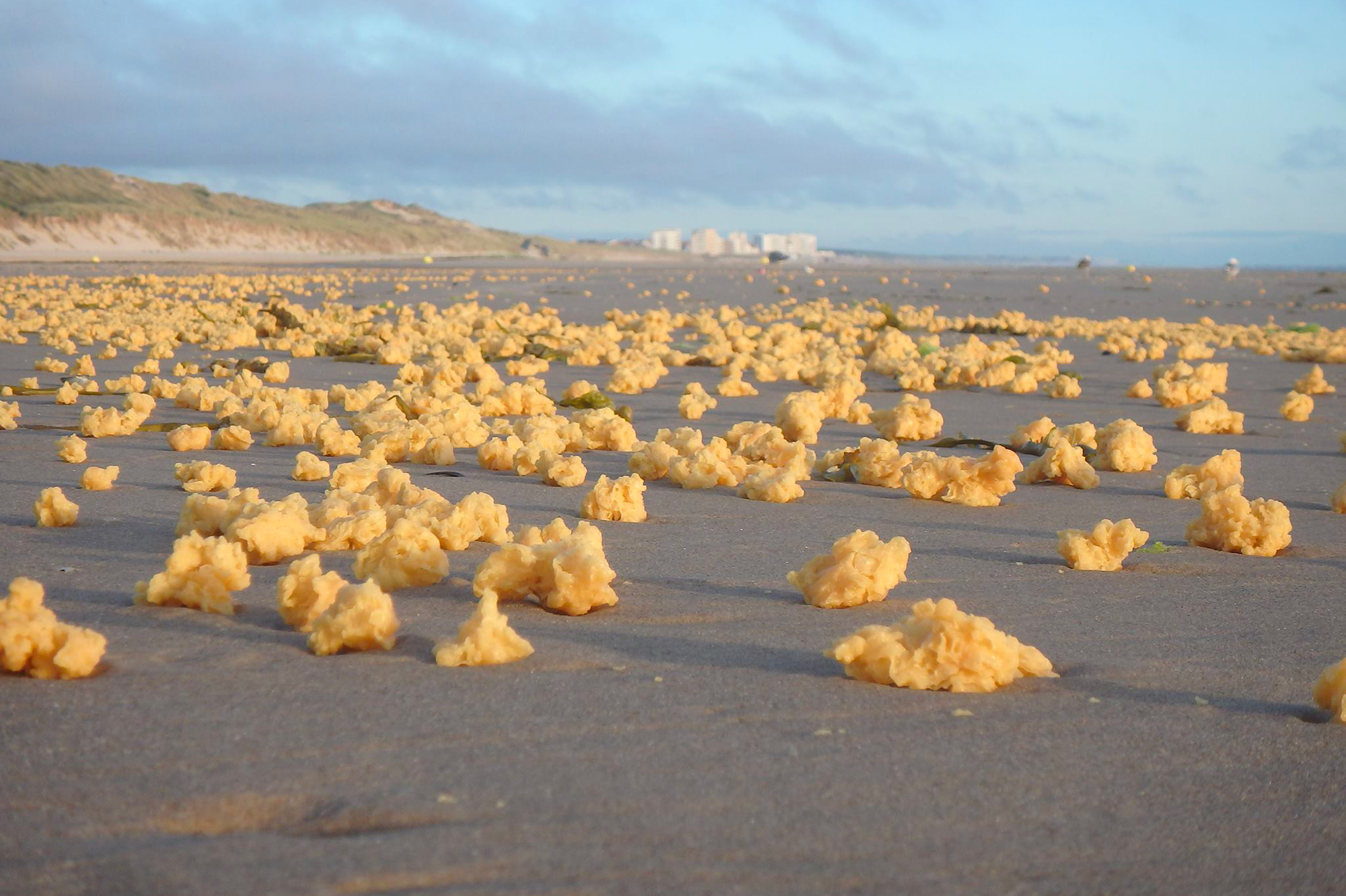 PasdeCalais des milliers de mousses jaunes s'échouent sur les plages