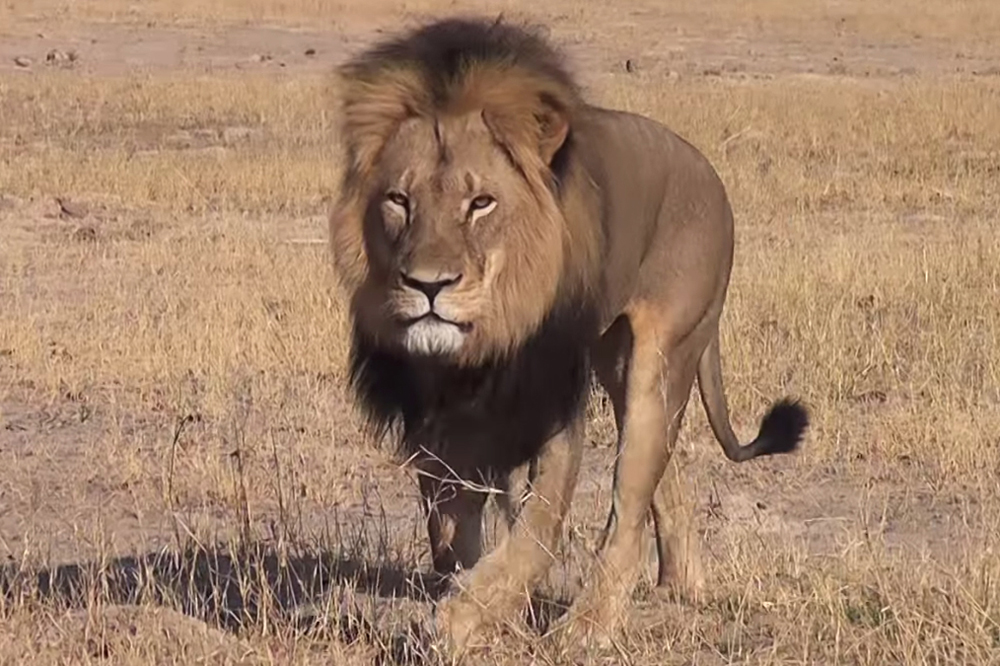Dentiste et braconnier Le tueur de Cecil le lion traqué à son tour