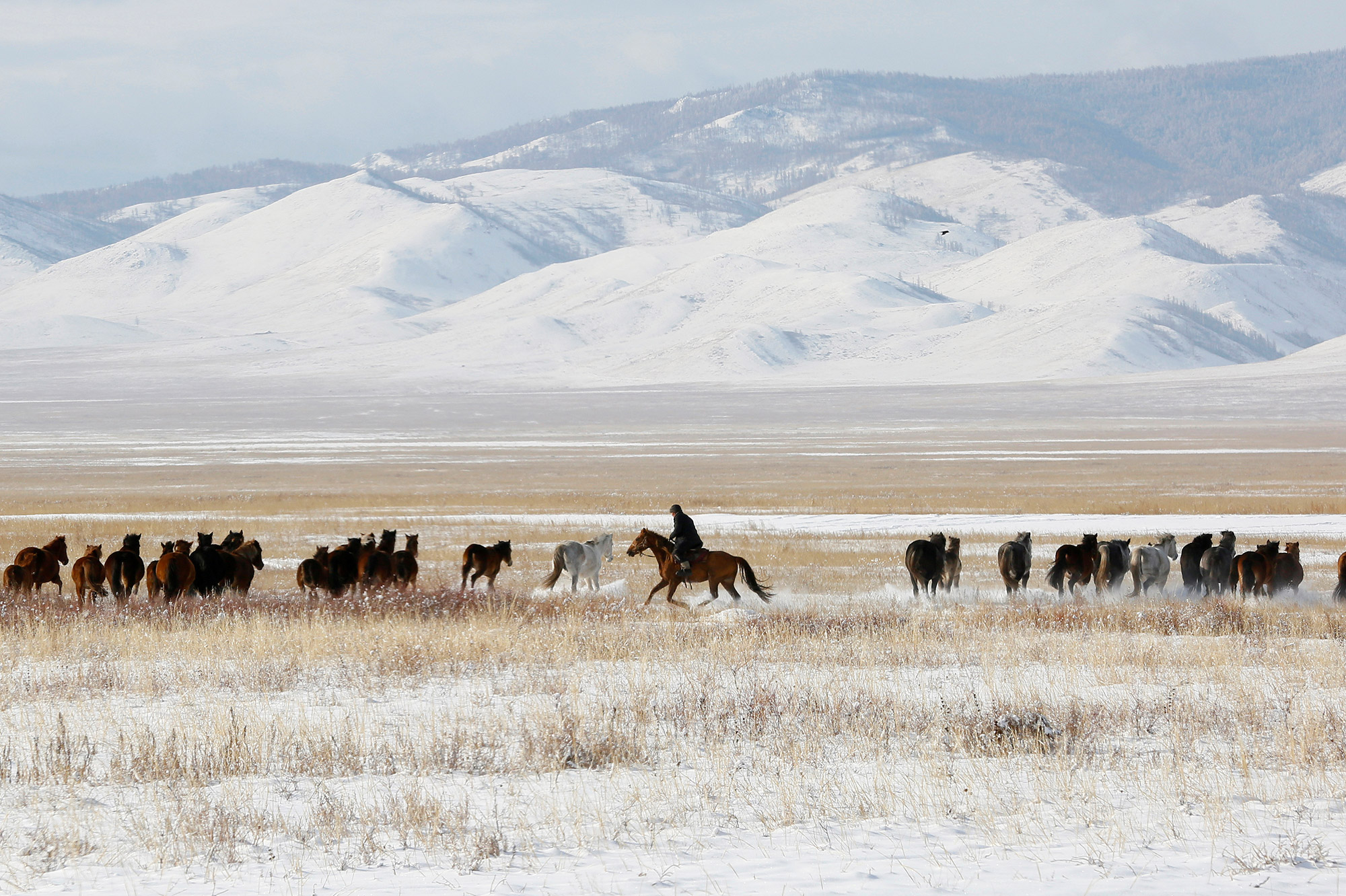 Степь Северного Казахстана зима