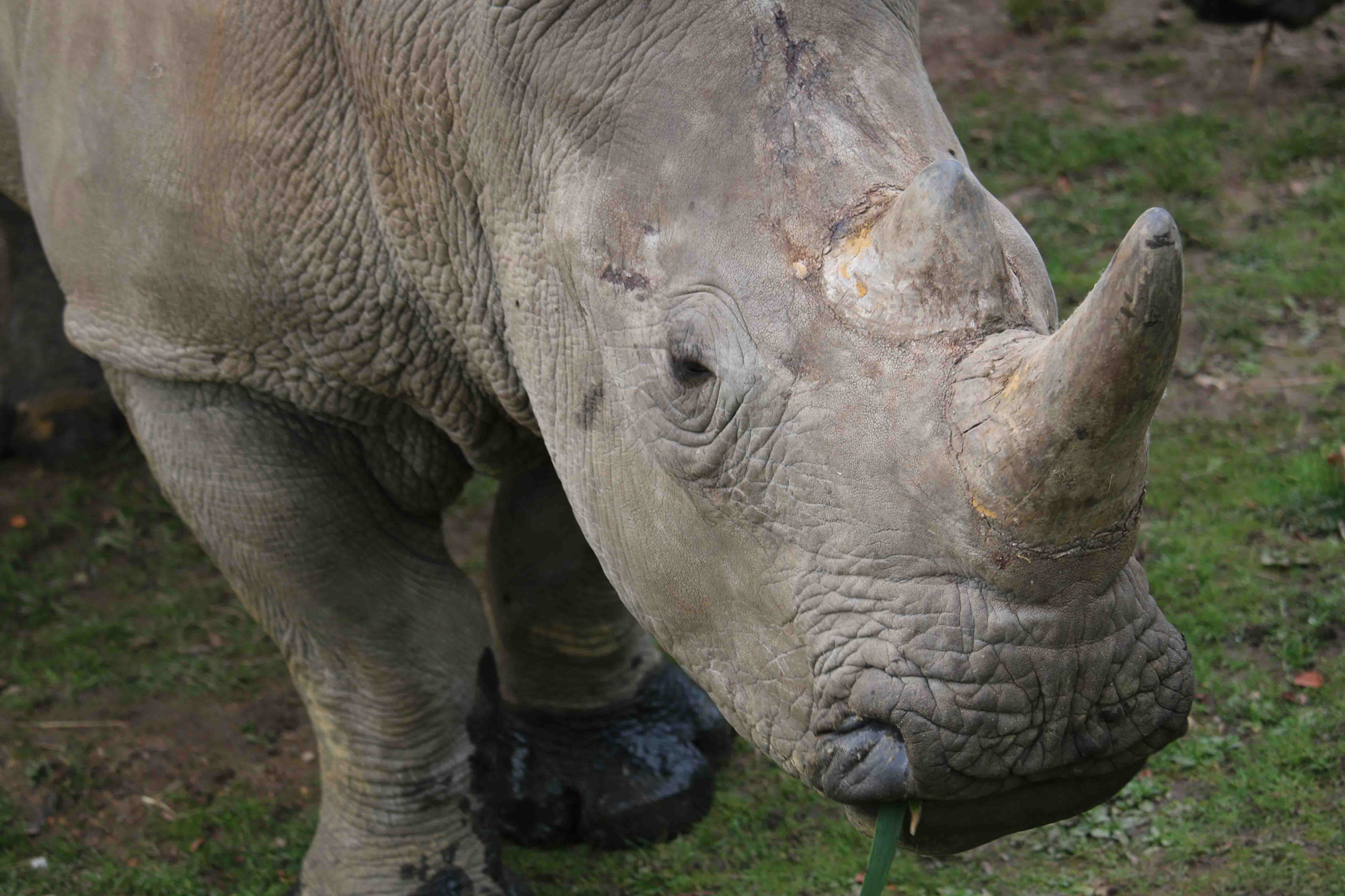 Un rhinocéros tué pour sa corne en France