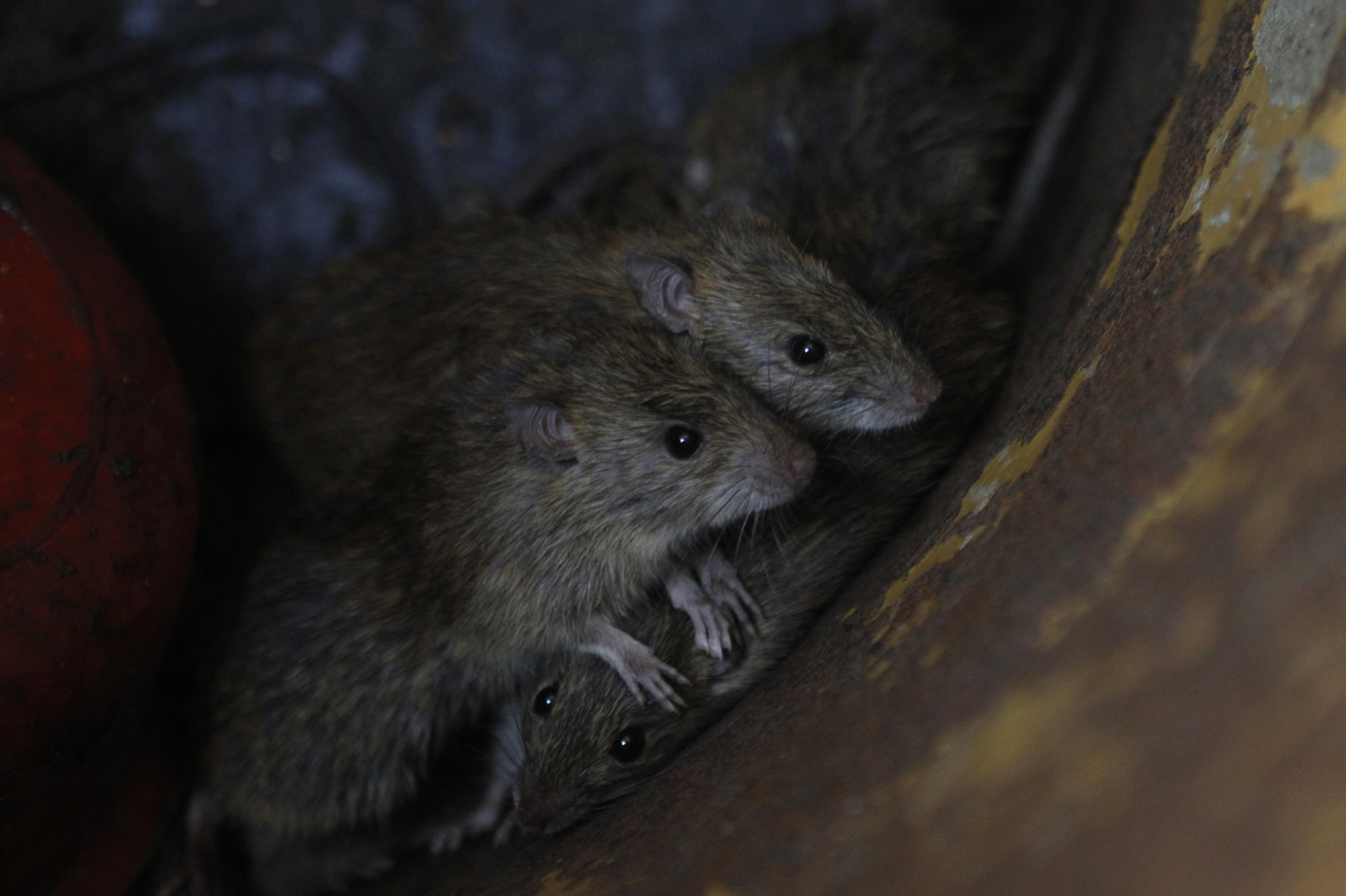 Contaminé par des rats, un homme meurt à New York