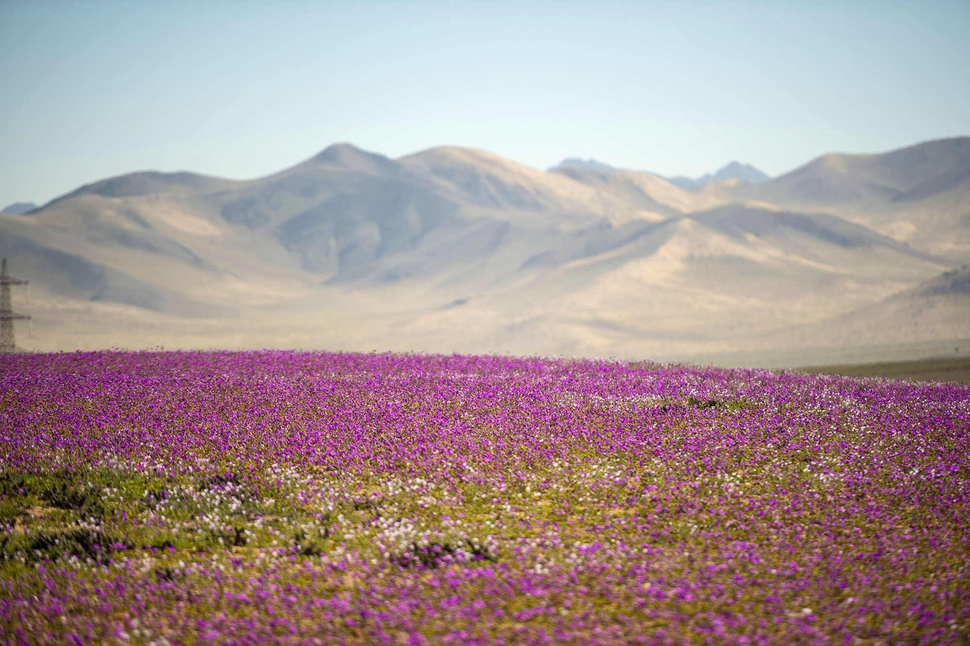Le désert d'Atacama au Chili en fleurs