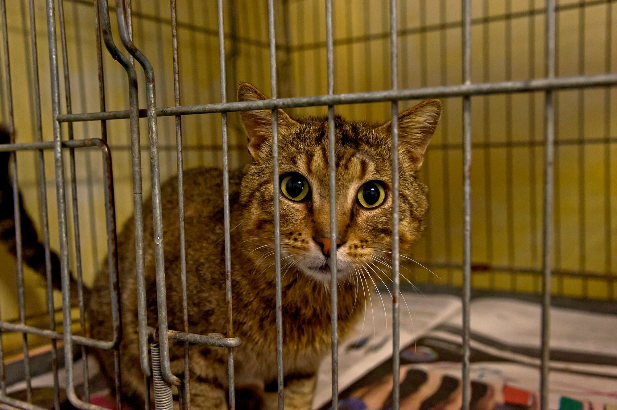 Il Ecope D Un An De Prison Ferme Pour Avoir Battu Un Chat A Mort