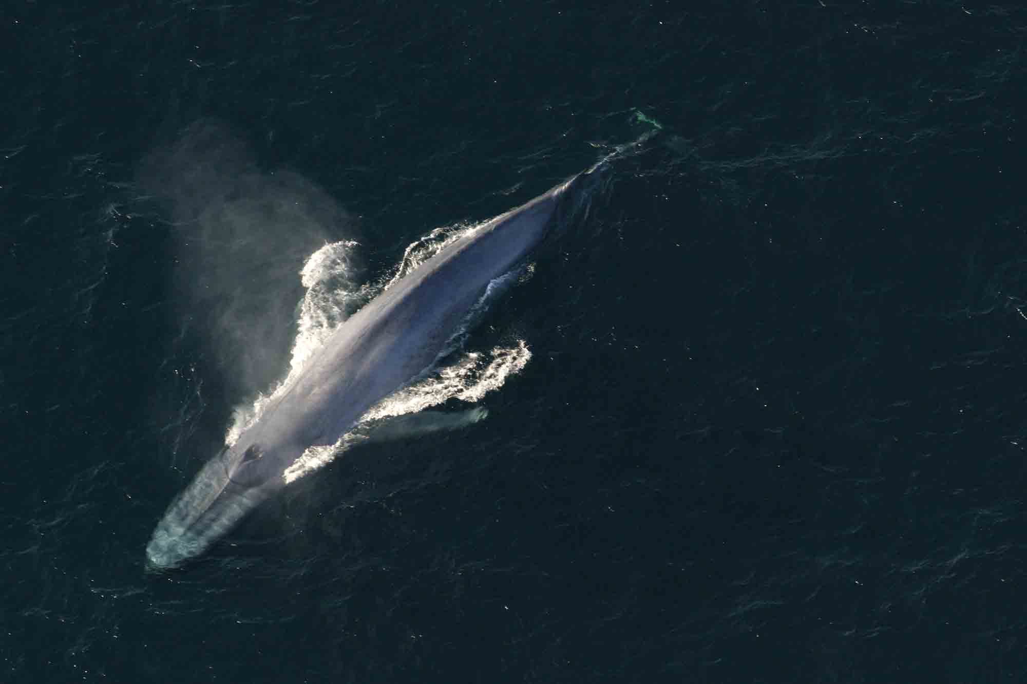 Une baleine bleue observée pour la première fois dans la mer Rouge