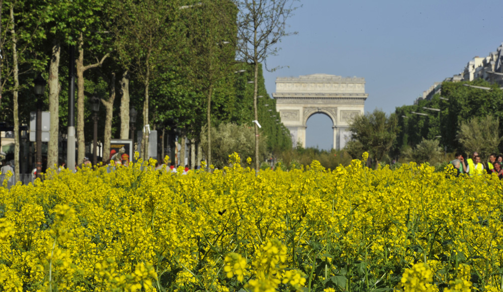 Plan Canicule De Paris Le Niveau 2 Active Jpg Versionid Hfmxqru7mrdyo3lhasychfxvgw1affoa