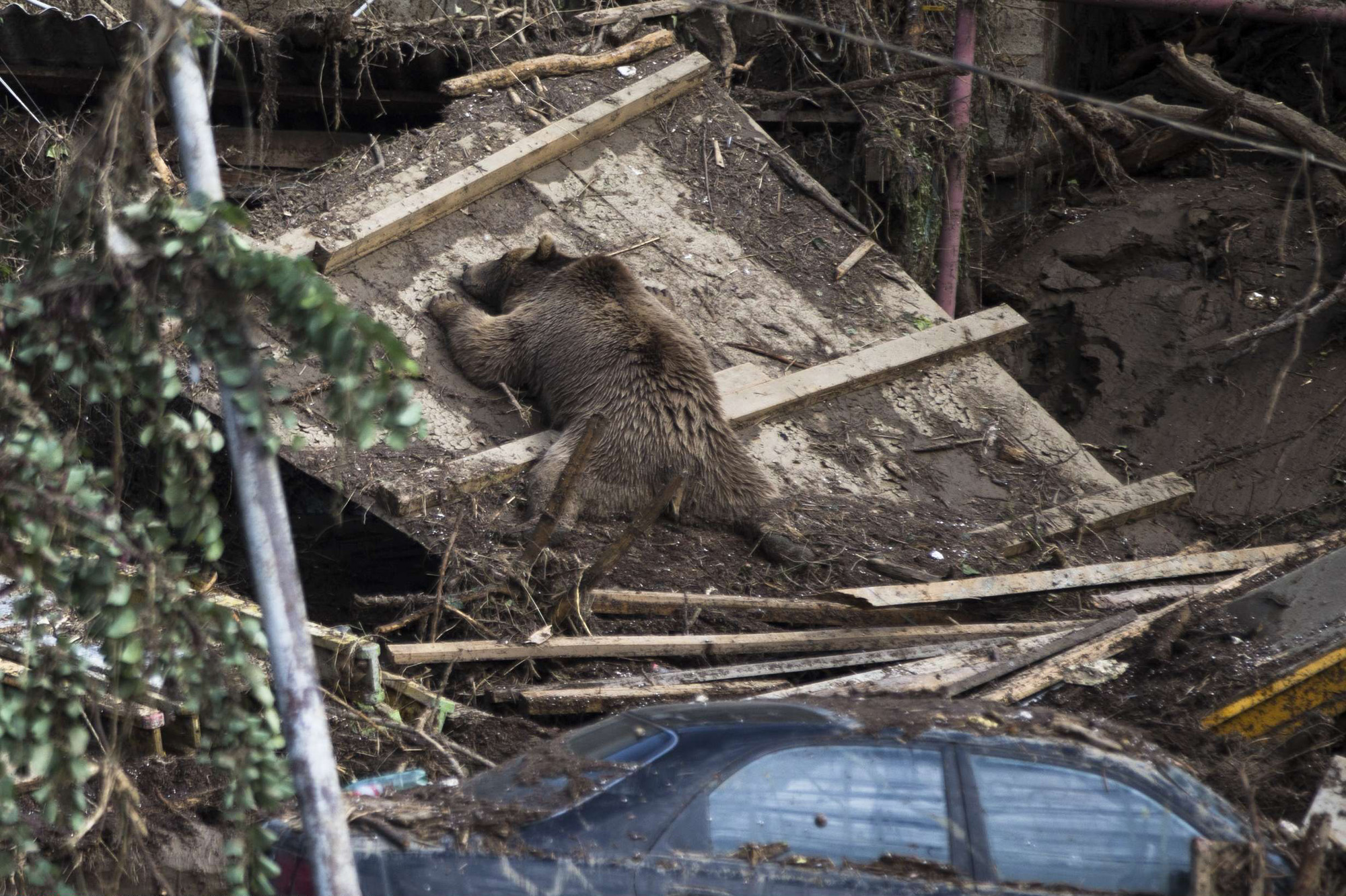 Наводнение в Тбилиси медведь