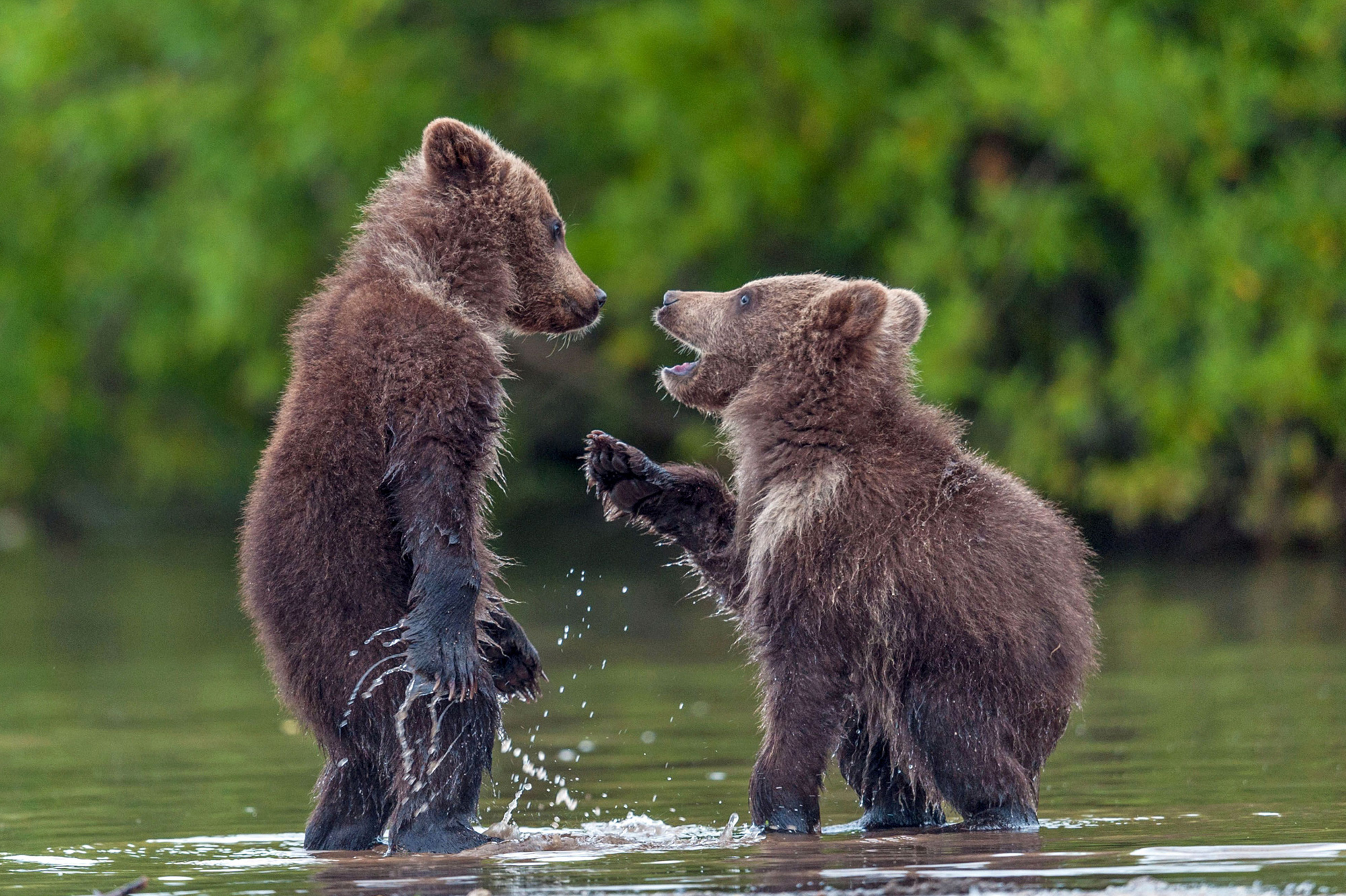 ourson marche a 4 pattes