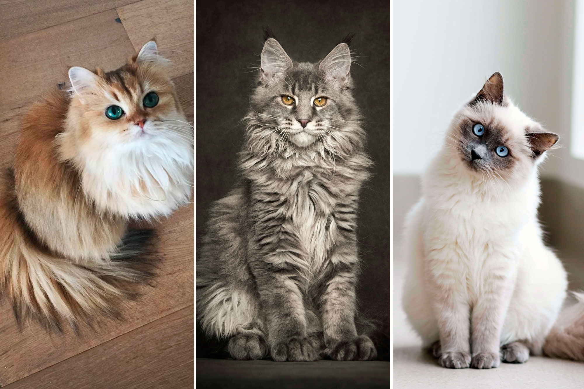 Les 50 Plus Beaux Chats Du Monde En Photos