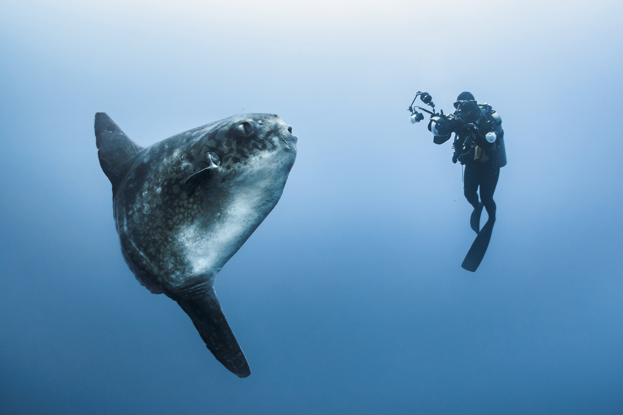Le poissonlune est prêt pour son gros plan En Indonésie