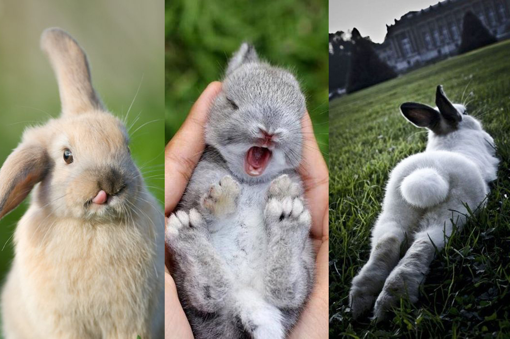 Les 14 Lapins Mignons Reperes Sur Pinterest En Images