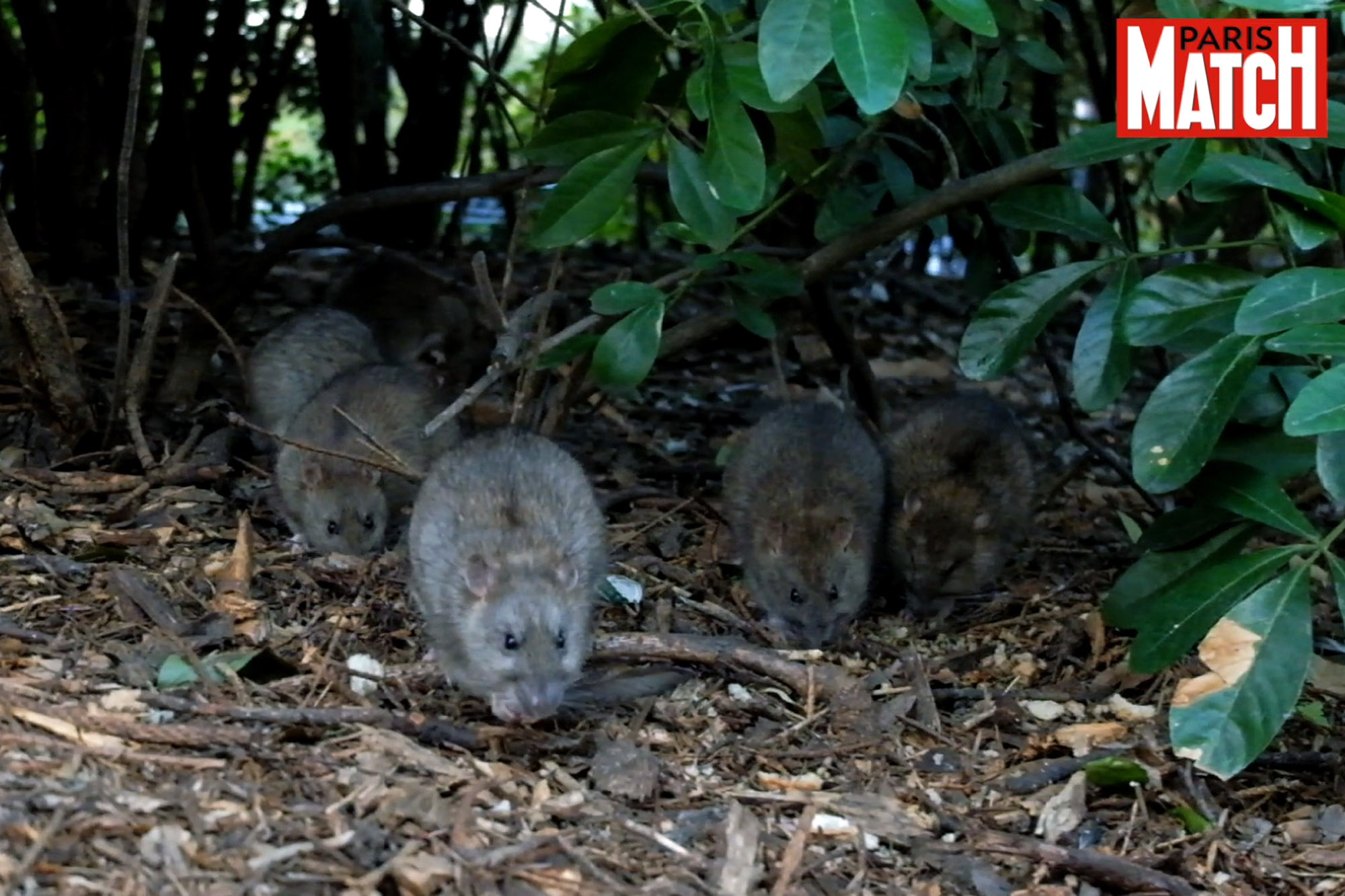 Des rats en plein jour à Paris