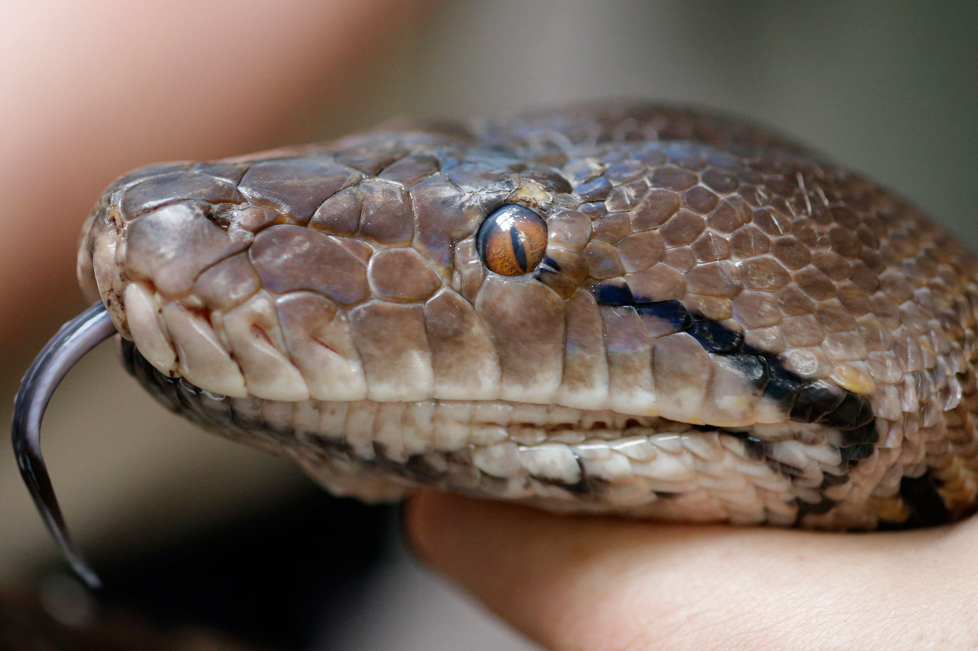 Le serpent vivait avec la famille - Python tueur du Canada