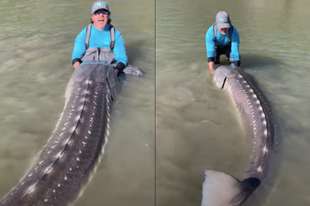 A giant sturgeon caught and filmed in Canada