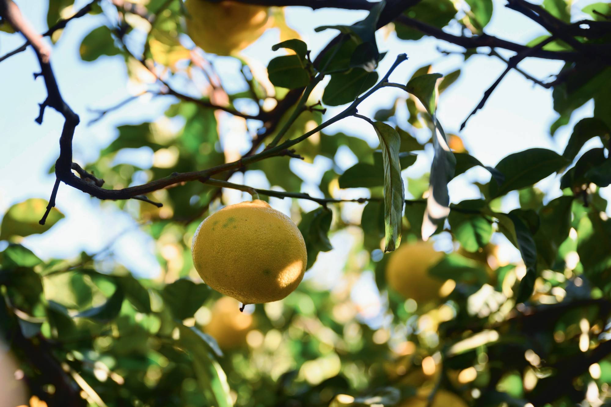 La bergamote, ingrédient star des nouvelles eaux de Guerlain