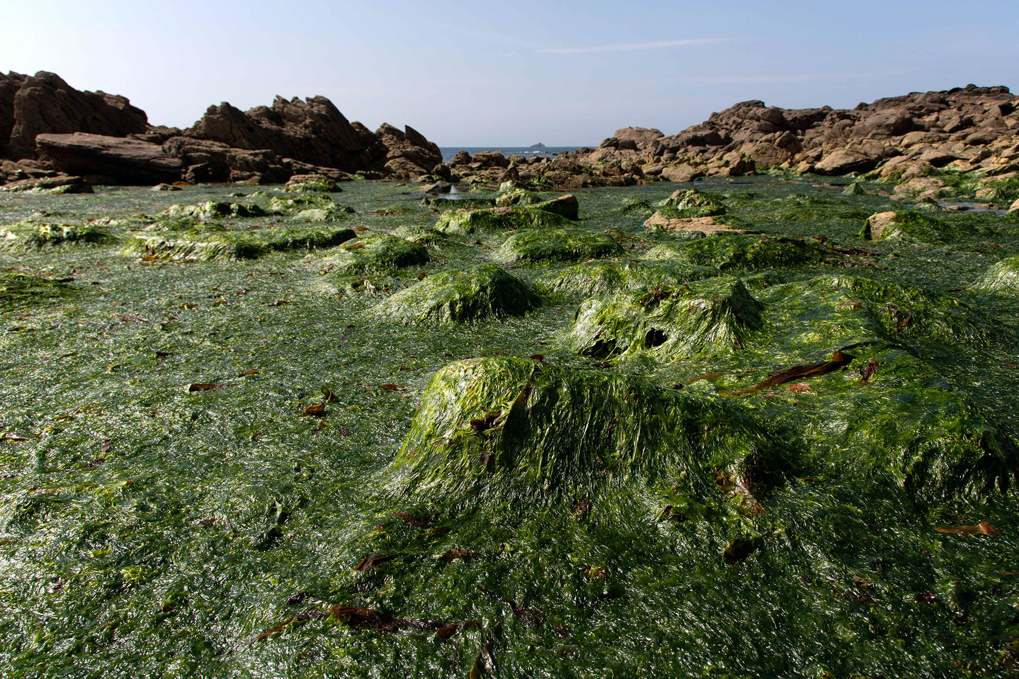 En images, les algues vertes recouvrent la baie du Curnic dans le Finistère
