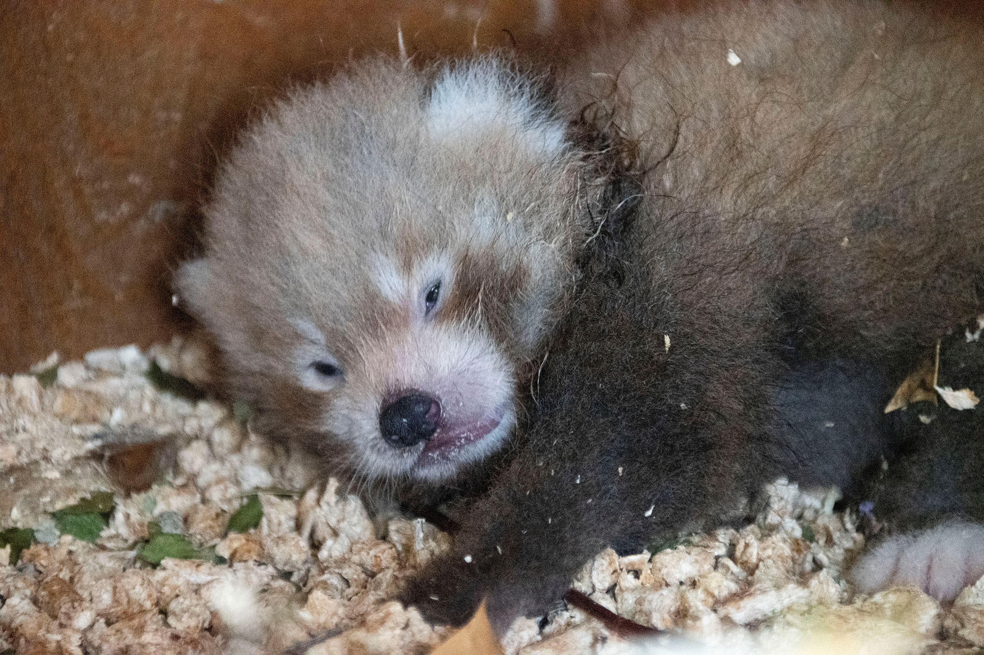 L'adorable naissance de Little Red, petit panda roux, en Angleterre