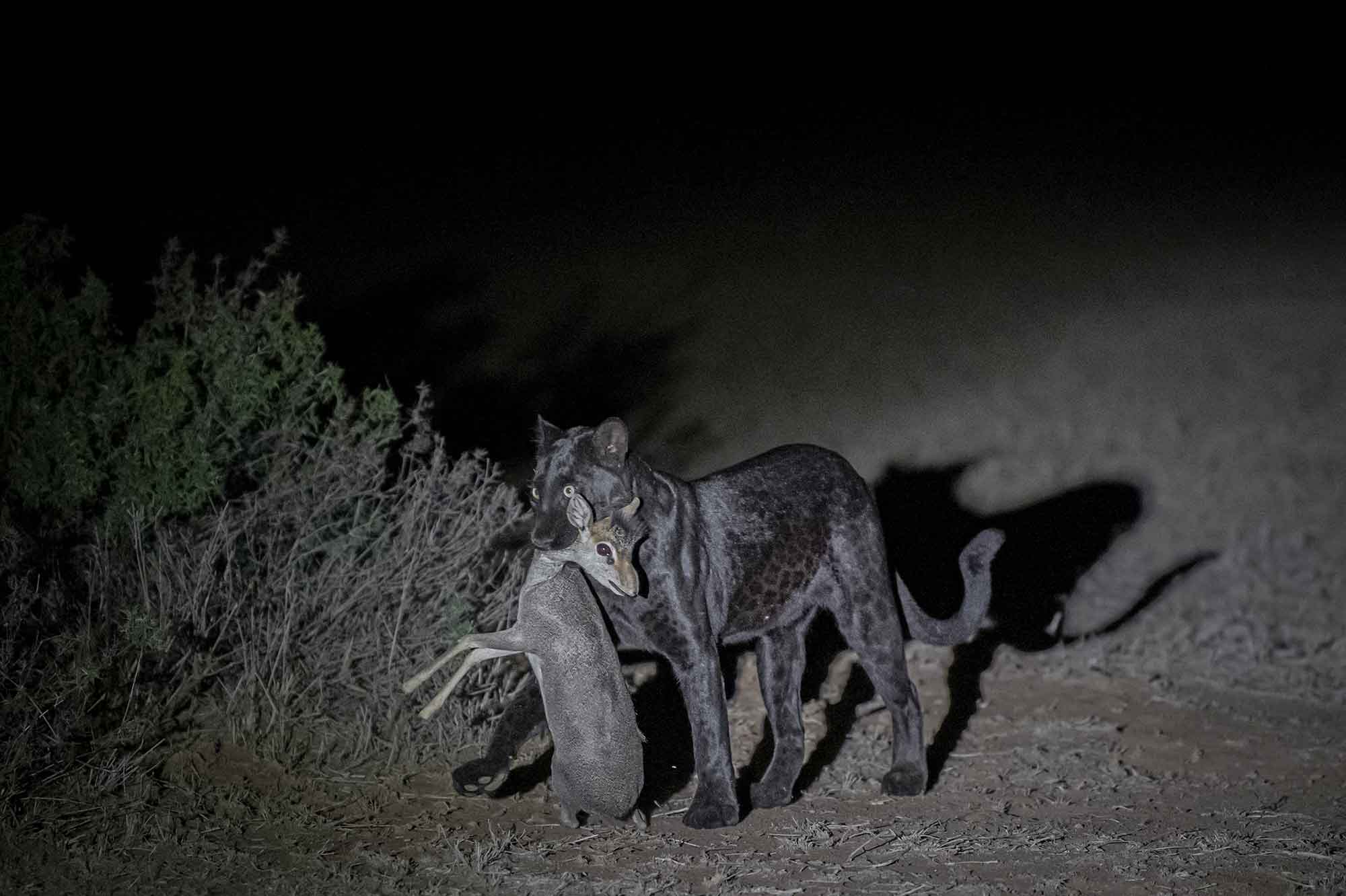 Une rare panthère noire sauvage photographiée dans la nuit kényane