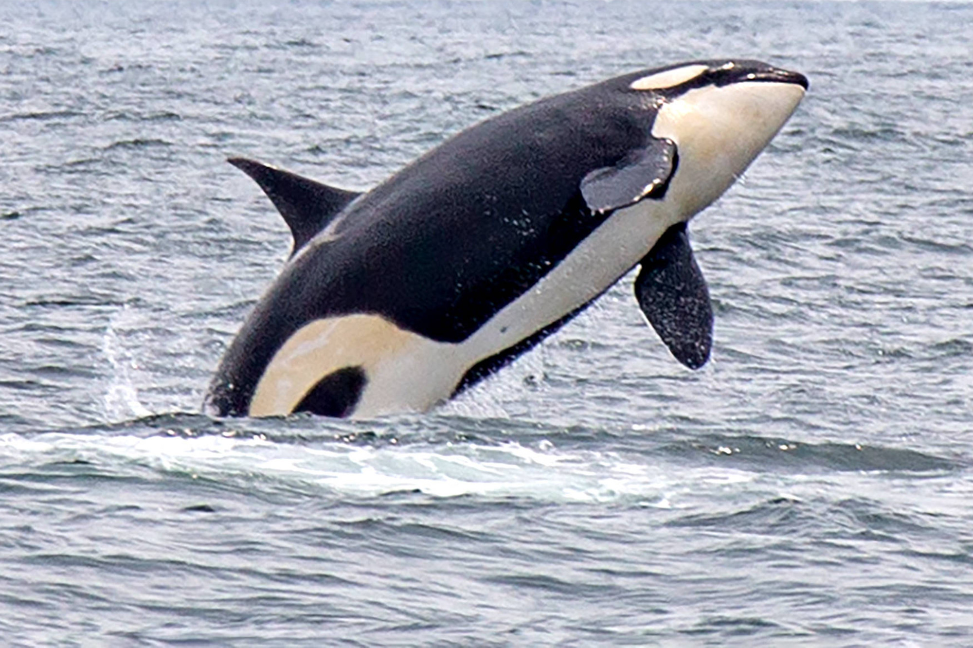 Un voilier français coulé par des orques au Portugal
